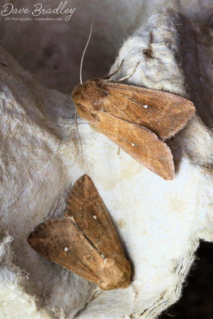 White-point (<em>Mythimna albipuncta</em>)