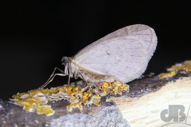 Winter Moth (<em>Operophtera brumata</em>)