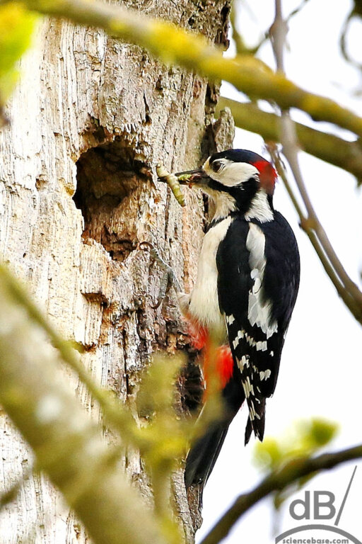 Male great spotted woodpecker (Dendrocopos major)