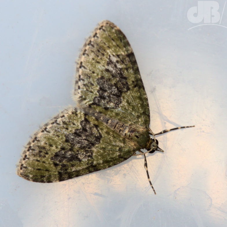 Yellow-barred Brindle (<em>Acasis viretata</em>)