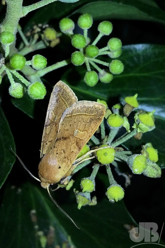 Yellow-line Quaker (<em>Agrochola macilenta</em>)
