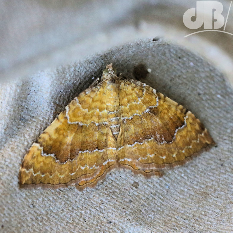 Yellow Shell (<em>Camptogramma bilineata</em>)