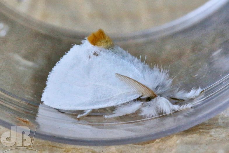 Yellow-tail (<em>Euproctis similis</em>)