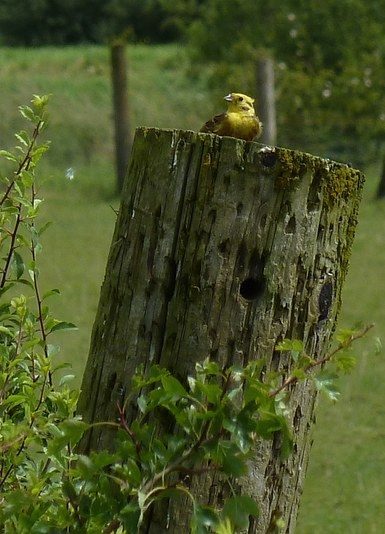 yellowhammer